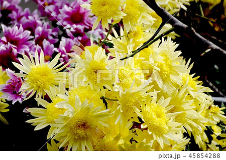 三鷹中原に咲くスプレーギク 45854288