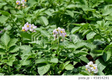 三鷹中原に咲くジャガイモの花 45854291