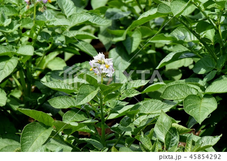 三鷹中原に咲くジャガイモの花 三鷹中原に咲くジャガイモの花 45854292