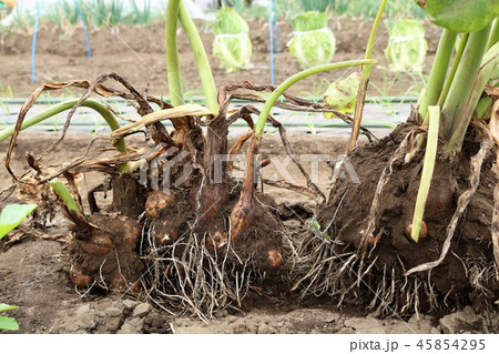 掘ったばかりの里芋 掘ったばかりの里芋 45854295