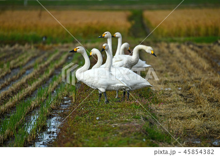 下池の白鳥 45854382