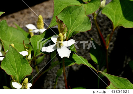 三鷹中原に咲くドクダミの花 三鷹中原に咲くドクダミの花 45854622