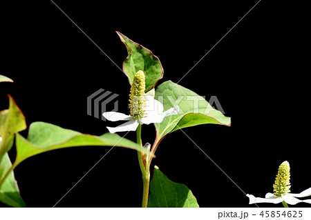 三鷹中原に咲くドクダミの花 三鷹中原に咲くドクダミの花 45854625