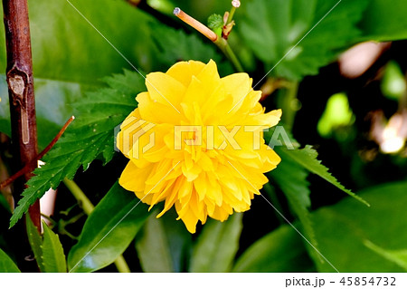 三鷹中原に咲くヤマブキの花 45854732