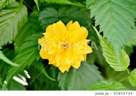 三鷹中原に咲くヤマブキの花 三鷹中原に咲くヤマブキの花 45854734
