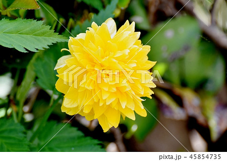 三鷹中原に咲くヤマブキの花 三鷹中原に咲くヤマブキの花 45854735