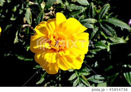 三鷹中原に咲くヤマブキの花 三鷹中原に咲くヤマブキの花 45854736