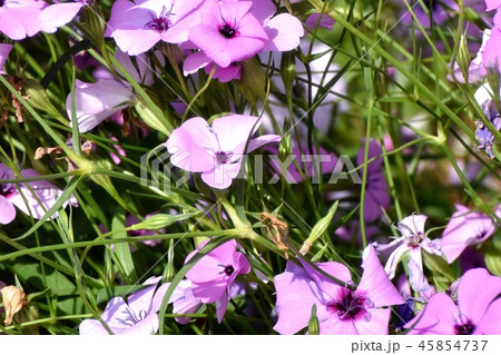 三鷹中原に咲く紫のハマナデシコ 45854737