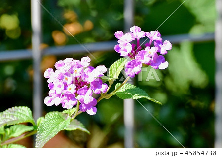 三鷹中原に咲くランタナ 45854738