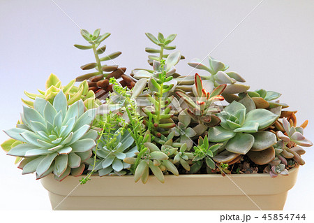 多肉植物の寄せ植え 45854744