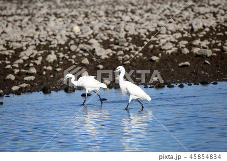 コサギ コサギ 45854834