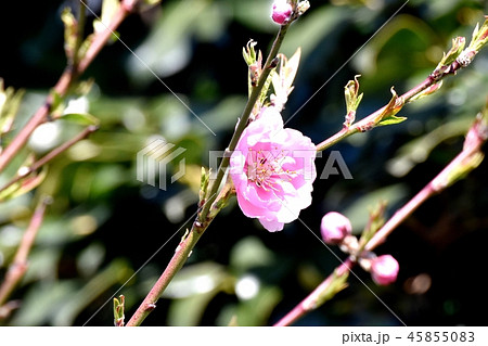 三鷹中原に咲く紅梅 45855083