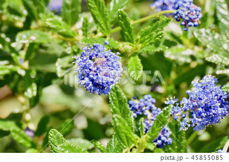 三鷹中原に咲く青いギリア 三鷹中原に咲く青いギリア 45855085