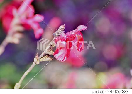 三鷹中原に咲くサルビアミクロフィラ 45855088