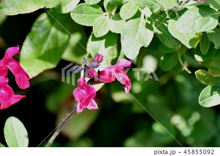 三鷹中原に咲くサルビアミクロフィラ 三鷹中原に咲くサルビアミクロフィラ 45855092