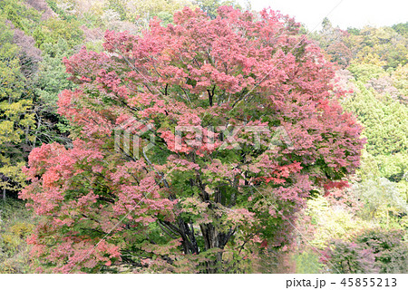 金太郎の大もみじ 45855213