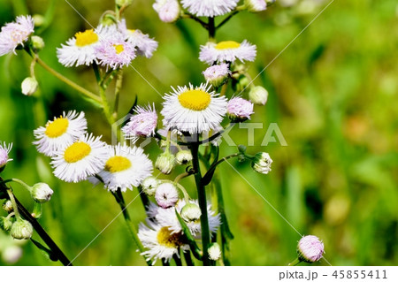 三鷹中原に咲くハルジオン 三鷹中原に咲くハルジオン 45855411