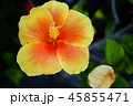 ハイビスカス 45855471