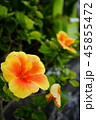 ハイビスカス 45855472