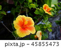 ハイビスカス 45855473
