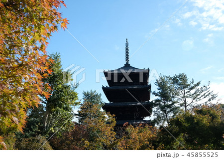 仁和寺の風景 45855525