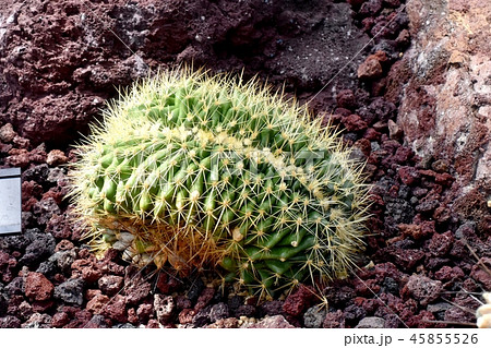 調布市の植物園になるサボテンエキノカクタス金鯱綴化 調布市の植物園になるサボテンエキノカクタス金鯱綴化 45855526