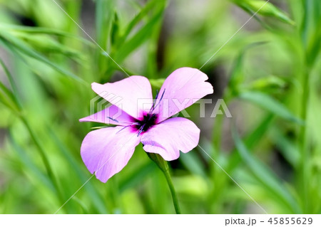 三鷹中原に咲くピンクのハマナデシコ 三鷹中原に咲くピンクのハマナデシコ 45855629