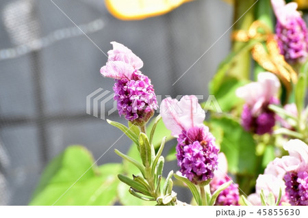 三鷹中原に咲くフレンチラベンダー 45855630