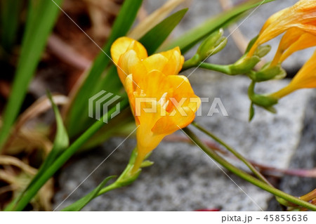 三鷹中原に咲く黄色いフリージア 45855636