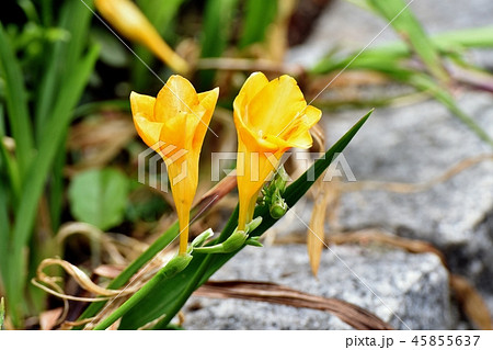 三鷹中原に咲く黄色いフリージア 45855637