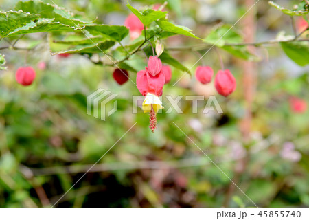 チロリアンランプ チロリアンランプ 45855740