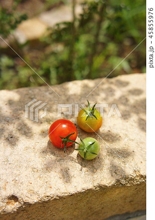 ミニトマトの色の変化の写真素材