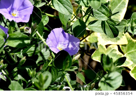 三鷹中原に咲く紫色のセイヨウヒルガオ 45856354