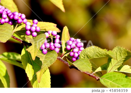 三鷹中原に咲くコムラサキ 45856359