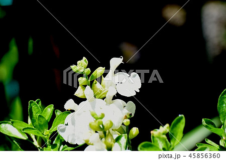 三鷹中原に咲くサルビアミクロフィラ 三鷹中原に咲くサルビアミクロフィラ 45856360