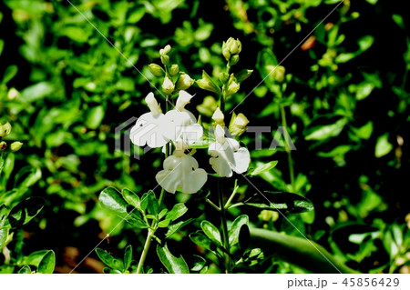 三鷹中原に咲くサルビアミクロフィラ 45856429
