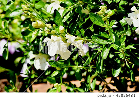 三鷹中原に咲くサルビアミクロフィラ 45856431