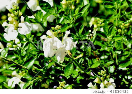 三鷹中原に咲くサルビアミクロフィラ 三鷹中原に咲くサルビアミクロフィラ 45856433