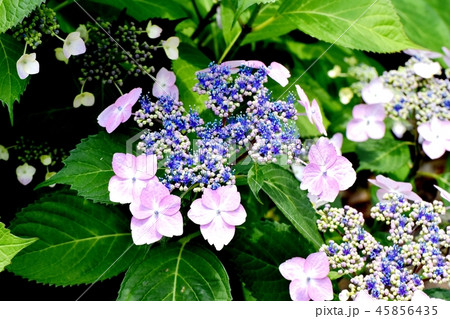 三鷹中原に咲くガクアジサイ 45856435