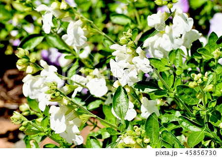 三鷹中原に咲くサルビアミクロフィラ 45856730