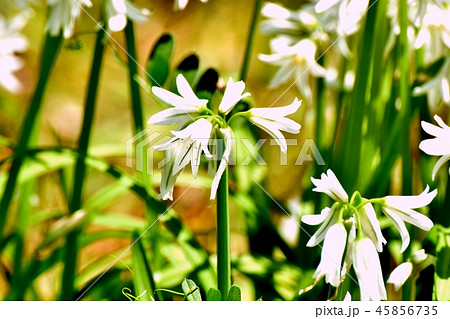 三鷹中原に咲くミツカドネギ 45856735