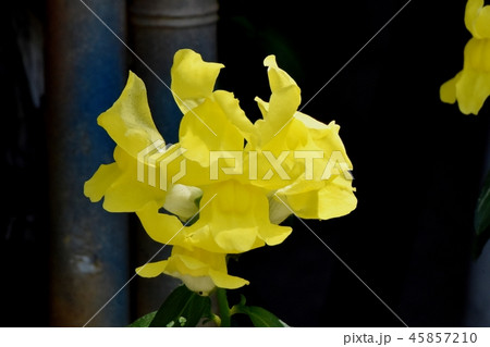 三鷹中原に咲く黄色いキンギョソウ 三鷹中原に咲く黄色いキンギョソウ 45857210