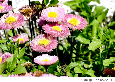 三鷹中原に咲くピンクのデイジー(ヒナギク) 三鷹中原に咲くピンクのデイジー(ヒナギク) 45857214