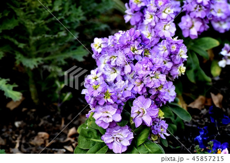 三鷹中原に咲く紫色のストック 45857215