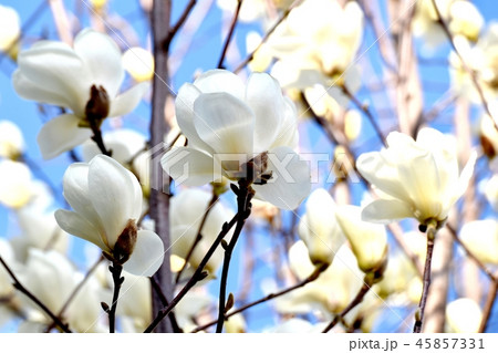 三鷹中原に咲くハクモクレン 45857331