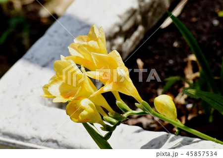 三鷹中原に咲く黄色いフリージア 三鷹中原に咲く黄色いフリージア 45857534