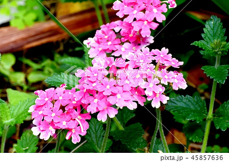 三鷹中原に咲くバーベナ 三鷹中原に咲くバーベナ 45857636