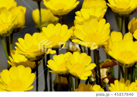 三鷹仙川公園に咲くクリサンセマムムルチコーレ 45857640