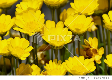 三鷹仙川公園に咲くクリサンセマムムルチコーレ 45857641