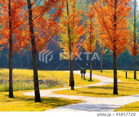 農村 秋 木 45857720